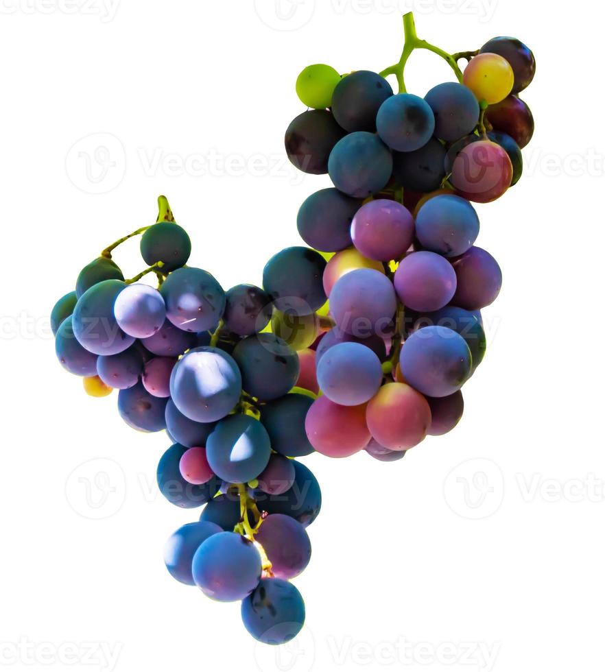 Multicolor wine grape. Copy space. Soft focus background photo