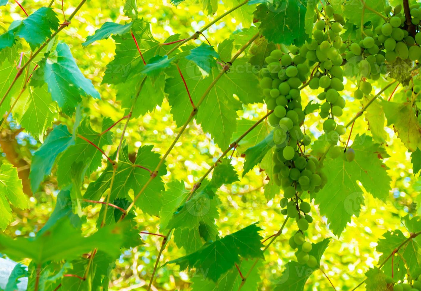 Ripe green grape in vineyard. Grapes green taste sweet growing natural. Green grape on the vine in garden photo