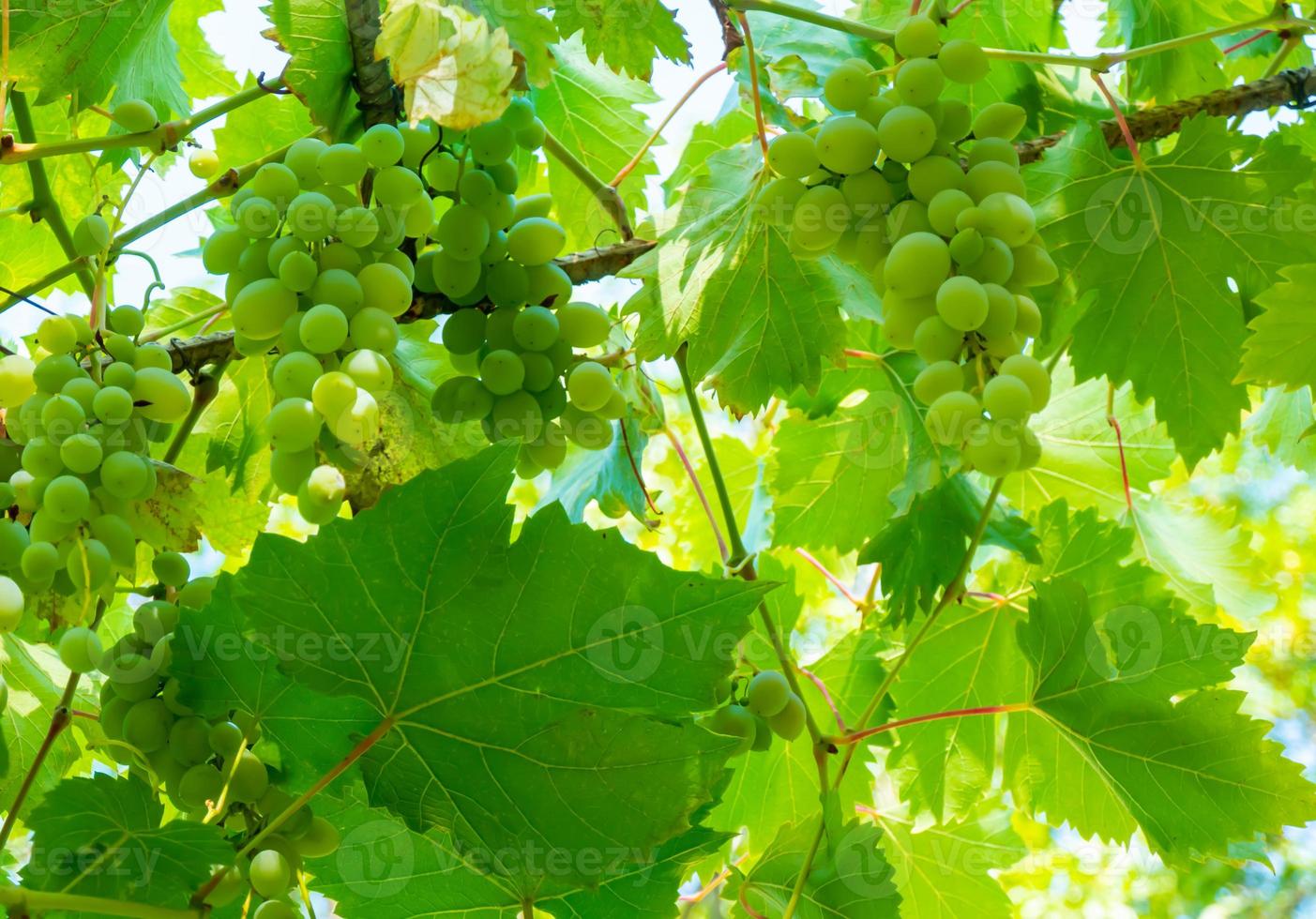 Ripe green grape in vineyard. Grapes green taste sweet growing natural. Green grape on the vine in garden photo
