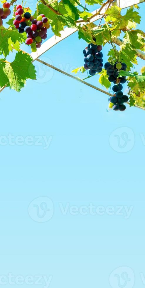 A branch of grape leaves against a clear blue sky. Copy space. photo