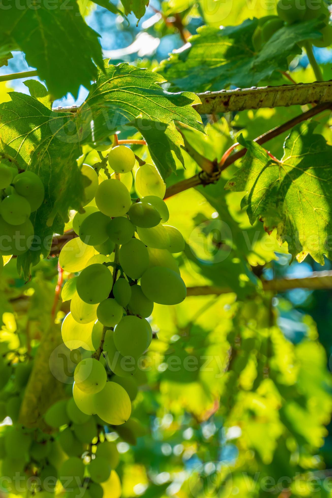 Ripe green grape in vineyard. Grapes green taste sweet growing natural