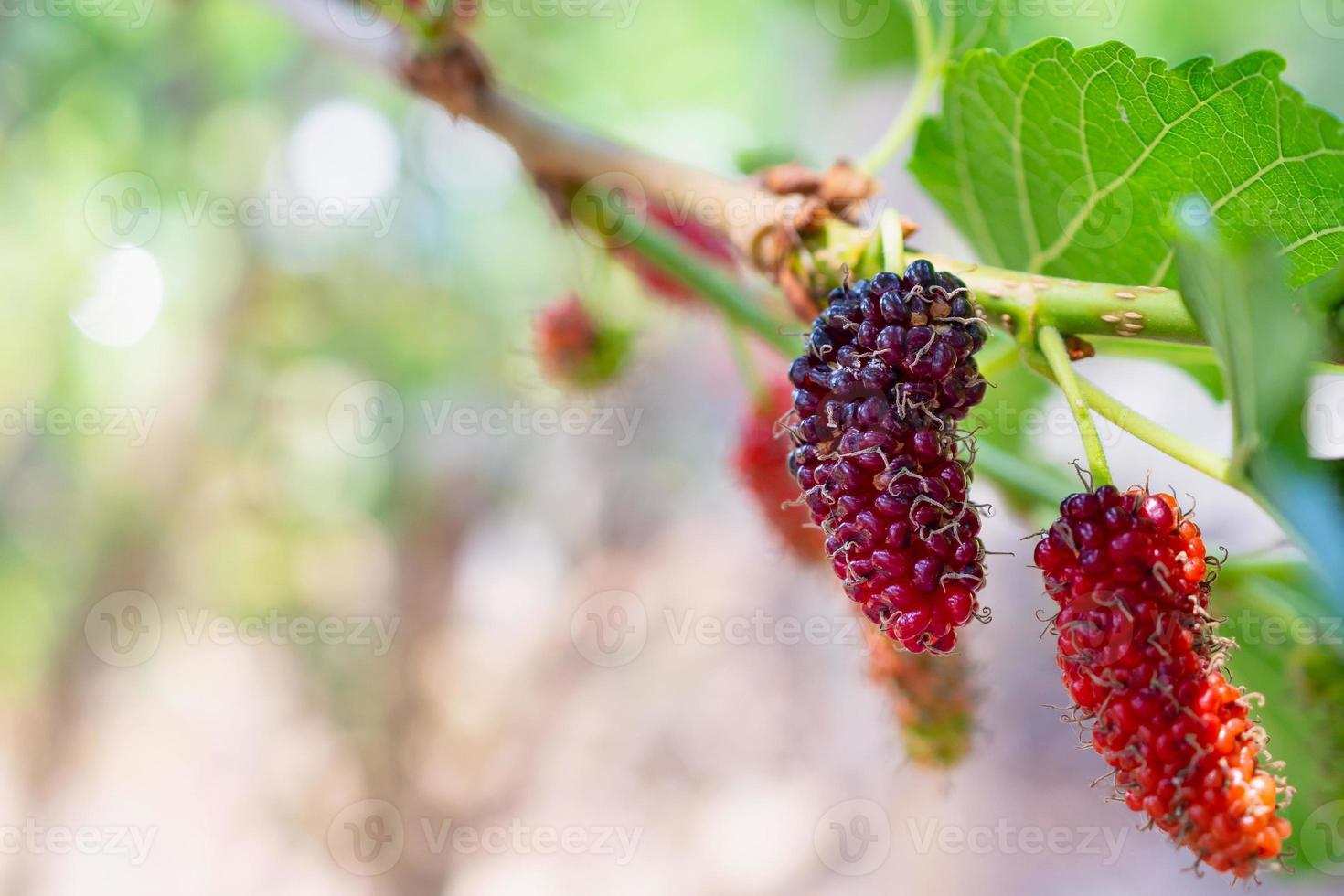 frutas frescas de morera roja en la rama de un árbol foto