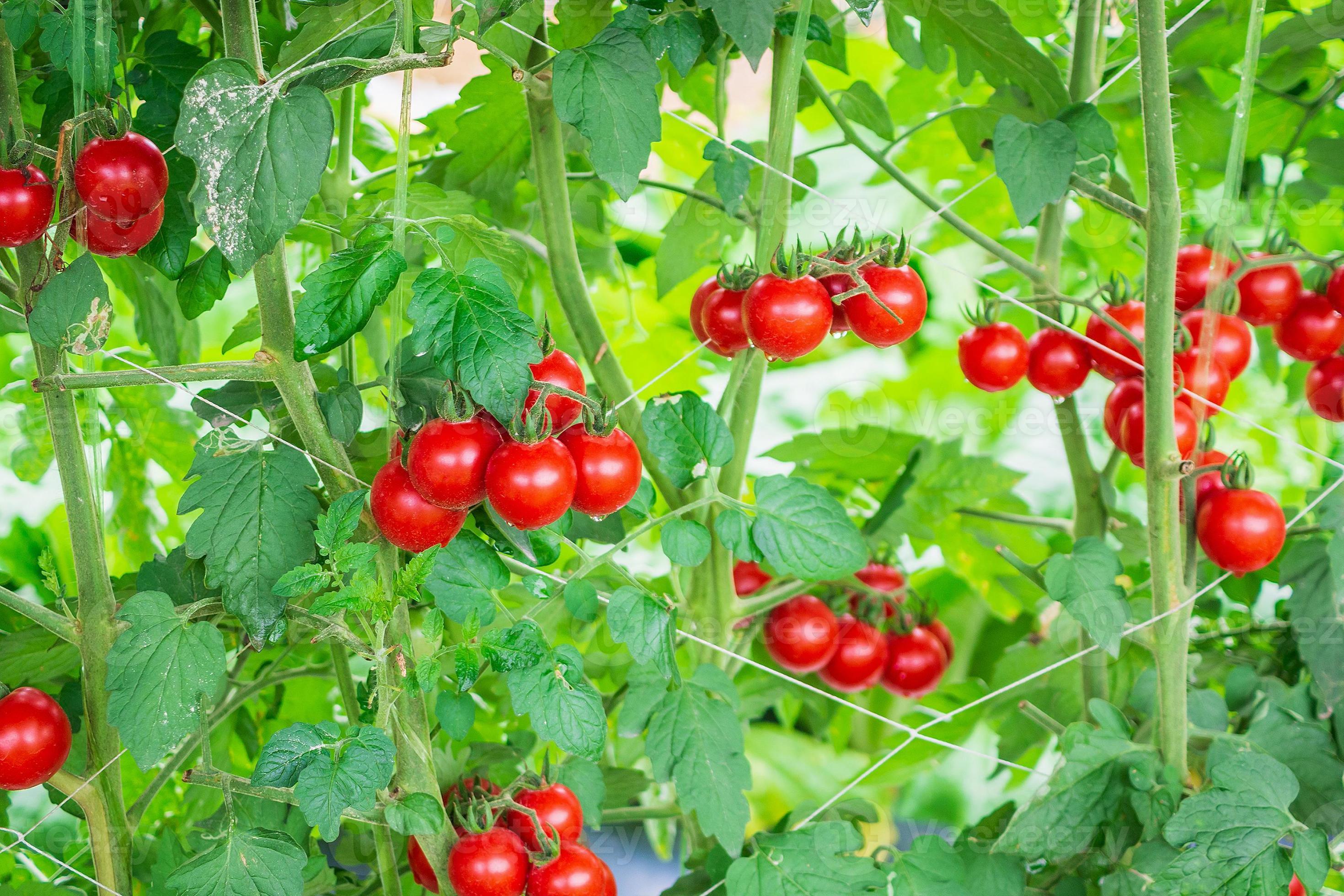 Fresh ripe red tomatoes plant growth in organic greenhouse garden ready