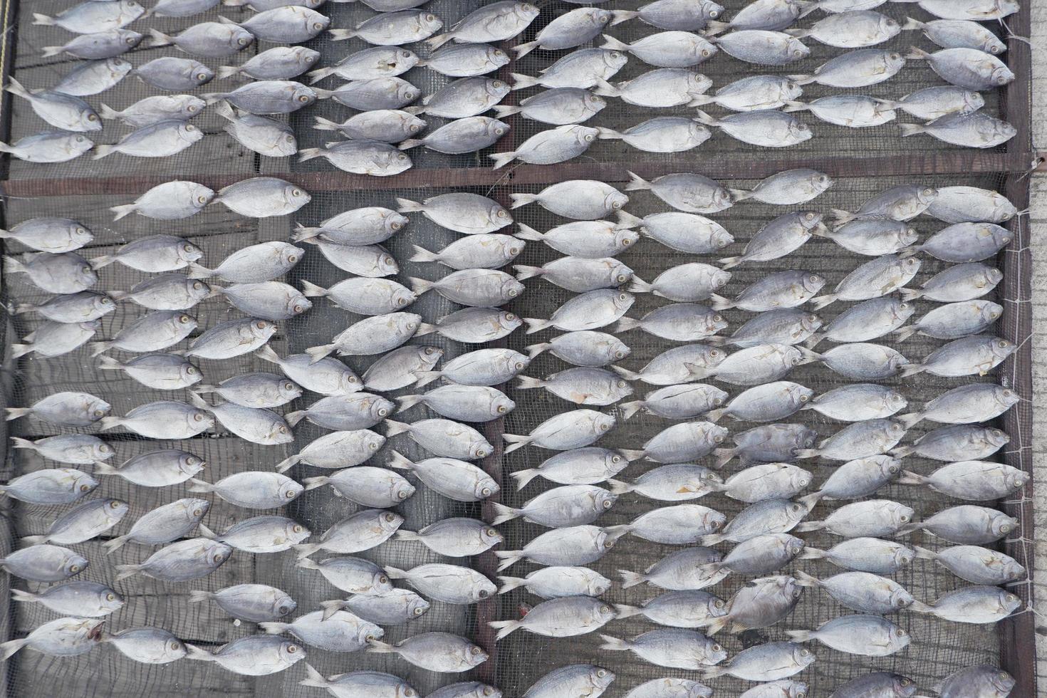 fish from fishermen that are dried in the sun to make it more durable, the process of making salted fish photo