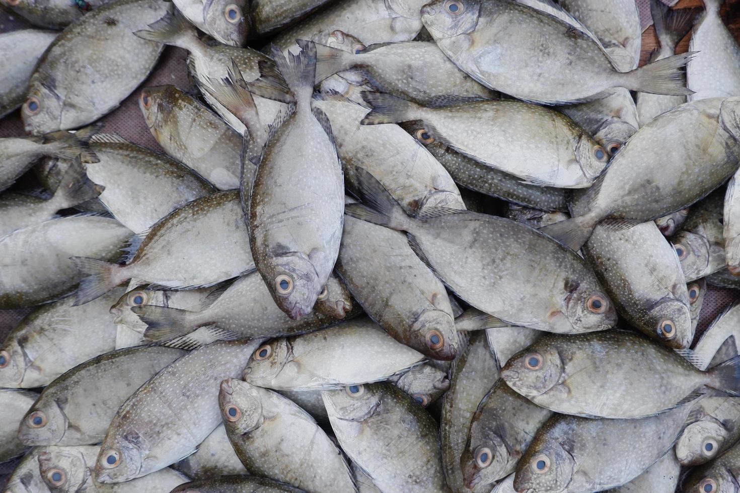 Fine spotted rabbitfish or spinefoot in Indonesian is called Bawis fish which is sold in traditional fish markets photo