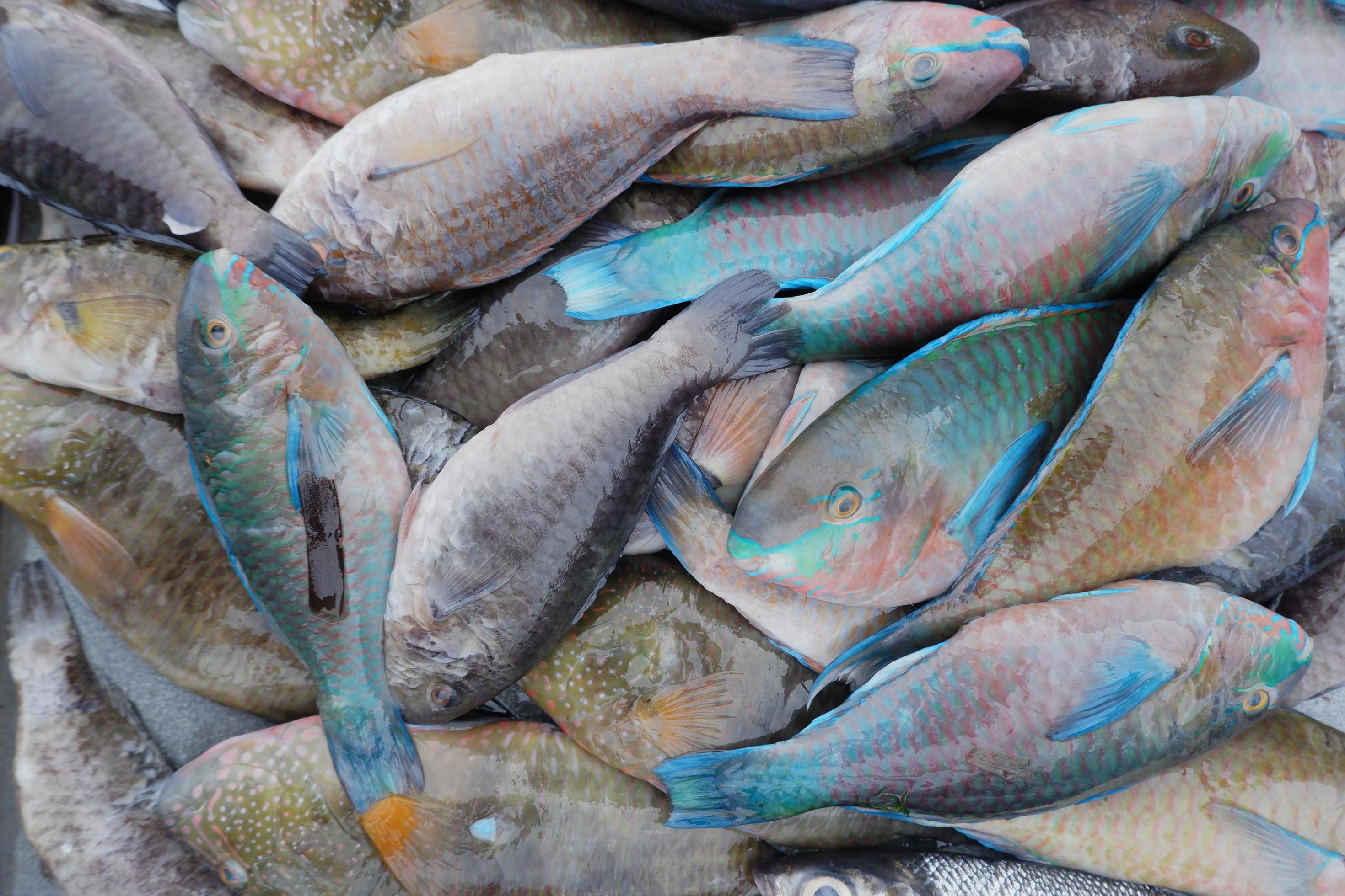 a pile of fresh parrot fish for sale at the traditional market 12801943 Stock Photo at Vecteezy