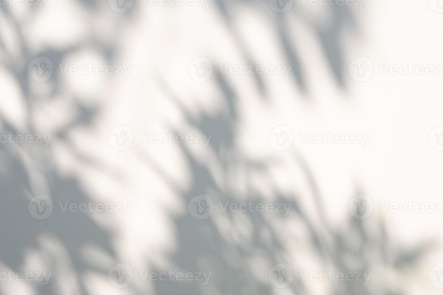 Abstract natural tree leaves shadow on white wall background photo