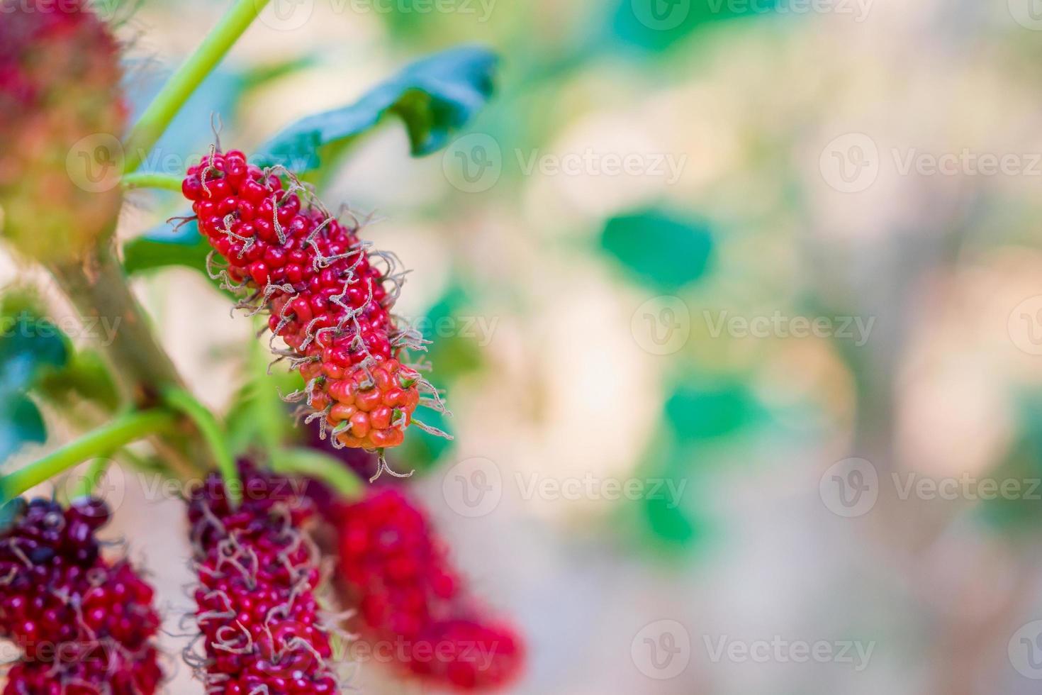 frutas frescas de morera roja en la rama de un árbol foto