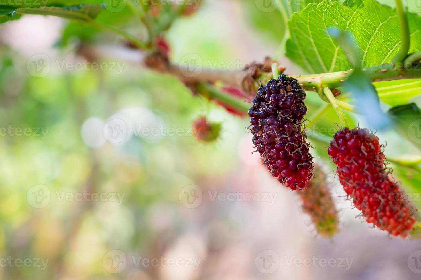 Fresh red mulberry fruits on tree branch photo