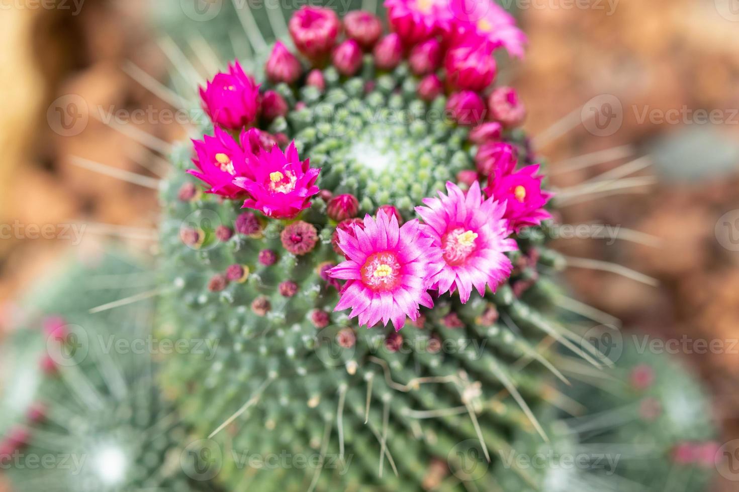 Pink cactus flower close up in the garden photo