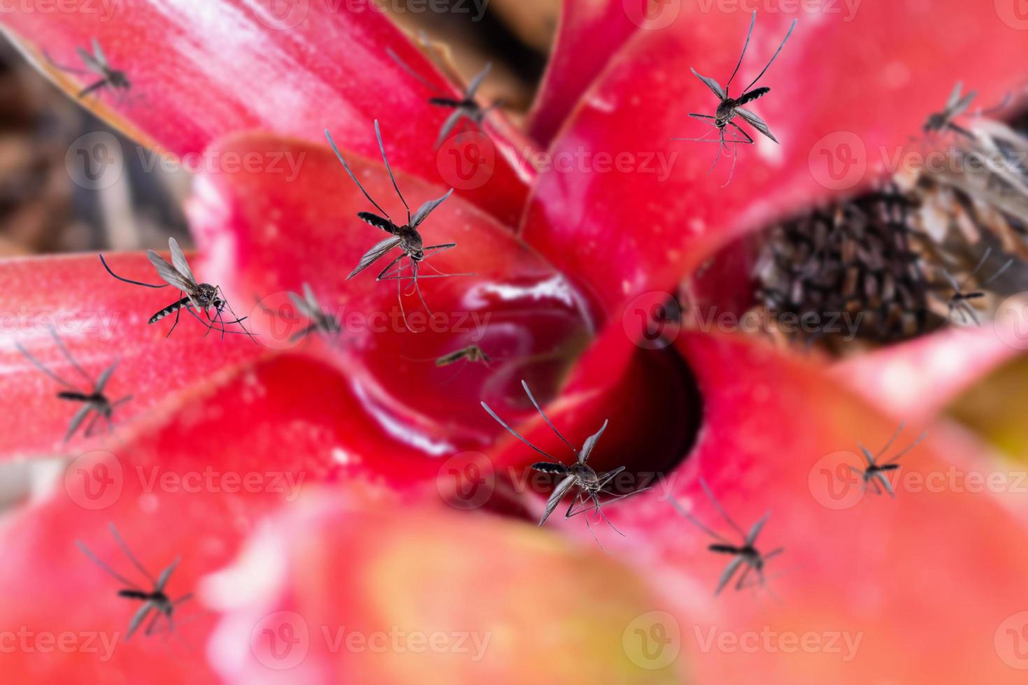 Many mosquitoes fly over stagnant water in leaf plant in the garden