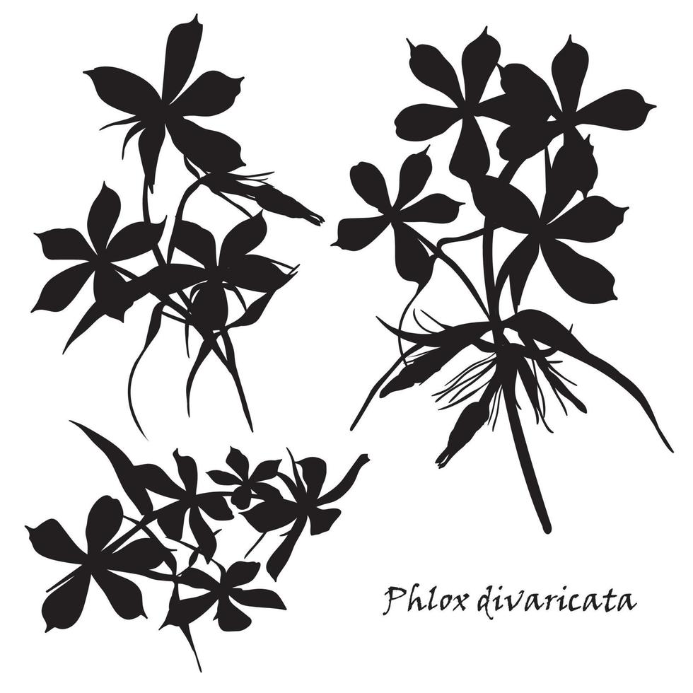 Set of flowers phlox divaricata with leafs. Black silhouette on white background vector