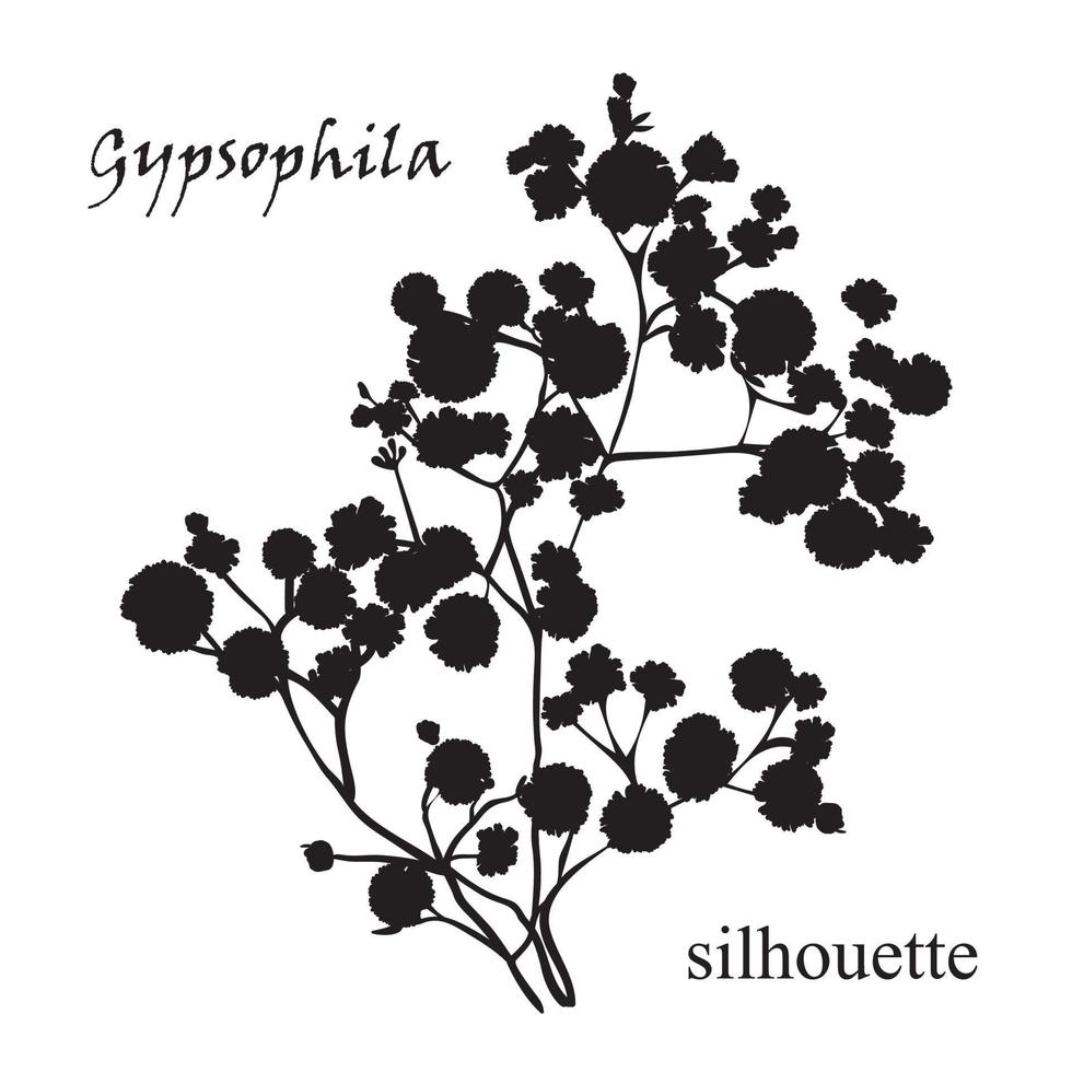 Branch of beautiful hand-drawn silhouette gypsophila vector