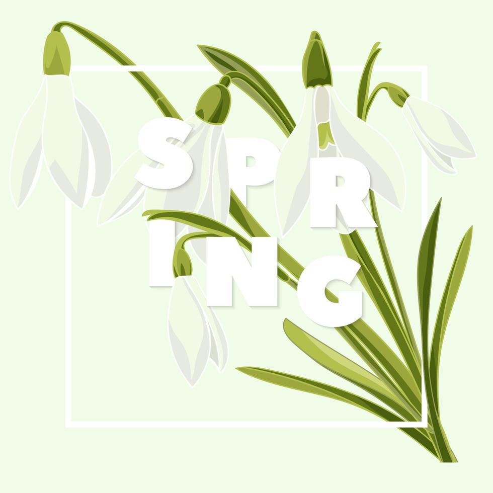 Spring floral background with beautiful snowdrop flowers vector
