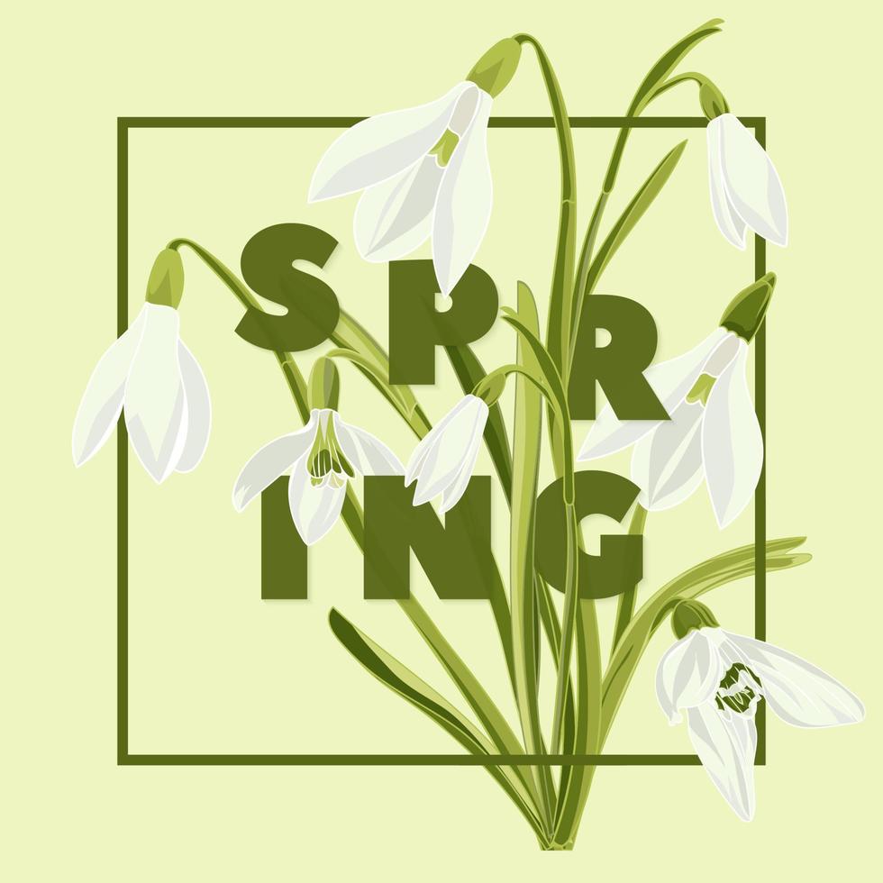 Spring floral background with beautiful snowdrop flowers vector