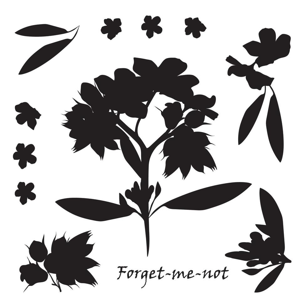 Set of bouquet beautiful forget-me-not flowers vector