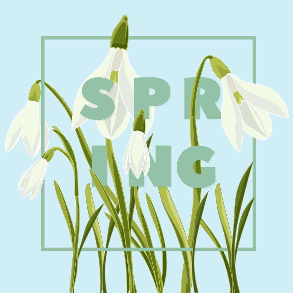 Spring floral background with beautiful snowdrop flowers vector