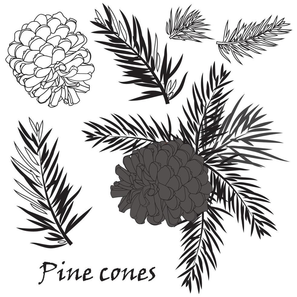 Fir tree branches with pine cone on white background vector