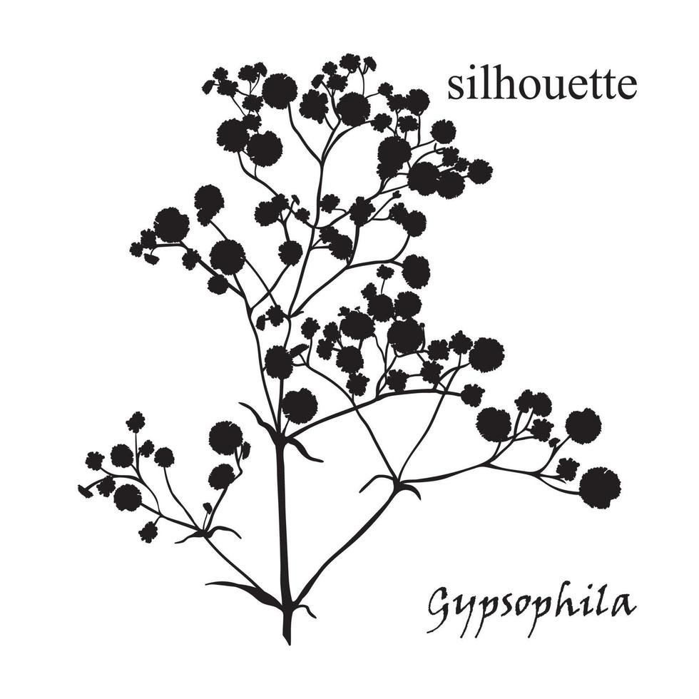 Branch of beautiful hand-drawn silhouette gypsophila vector