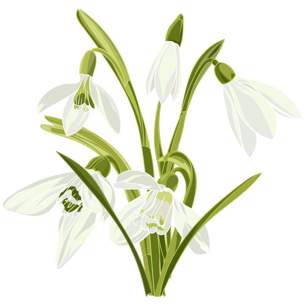 establecer hermosas flores de campanilla de invierno vector