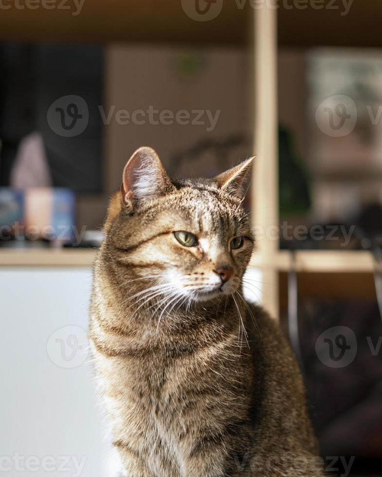 Striped tabby beige cat with green eyes sitting in the home room in sunny cute pets animals selective focus photo