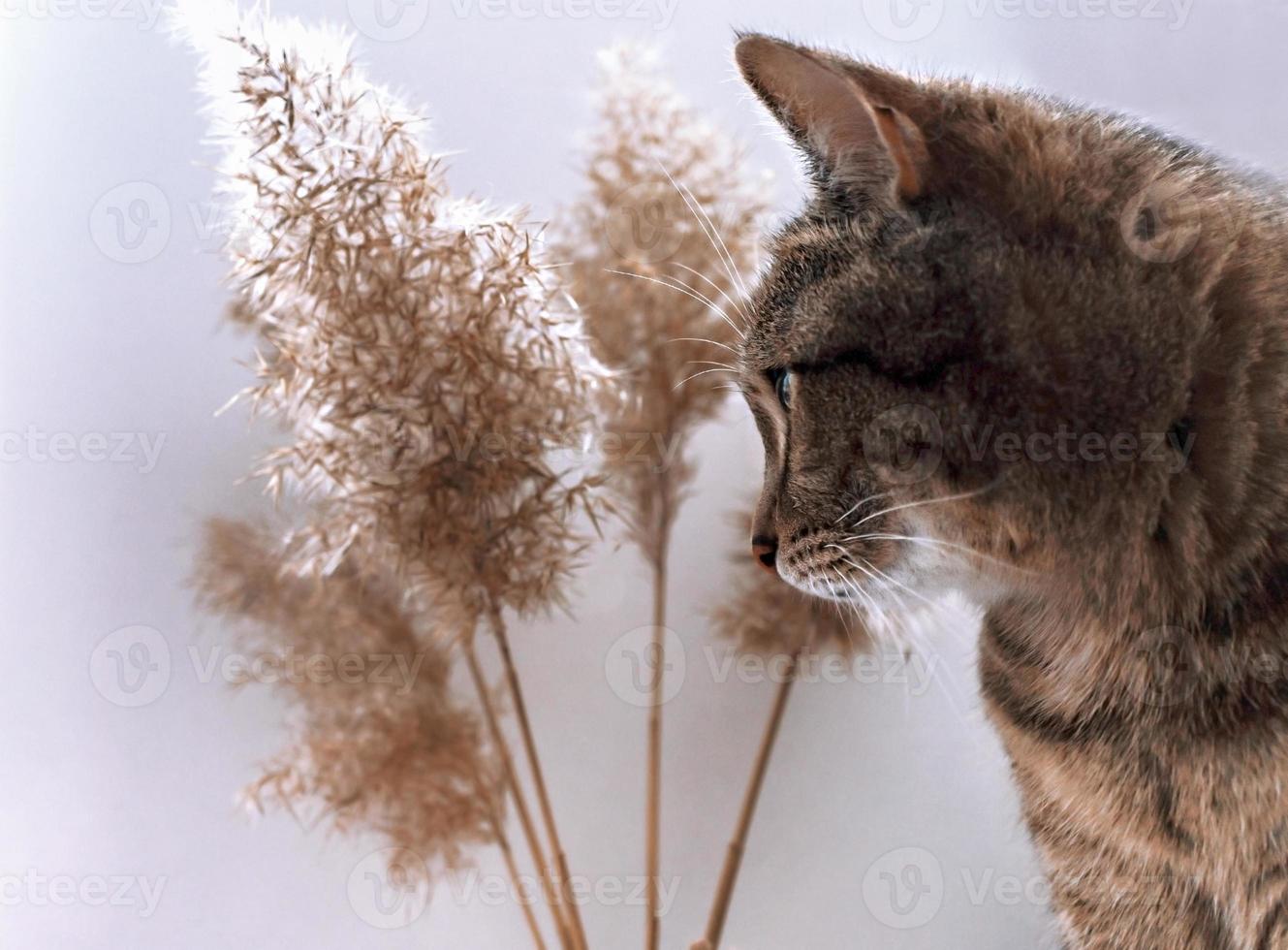 gato gris atigrado de caballa cerca de ramitas de caña secas y esponjosas, enfoque selectivo, paleta neutra foto