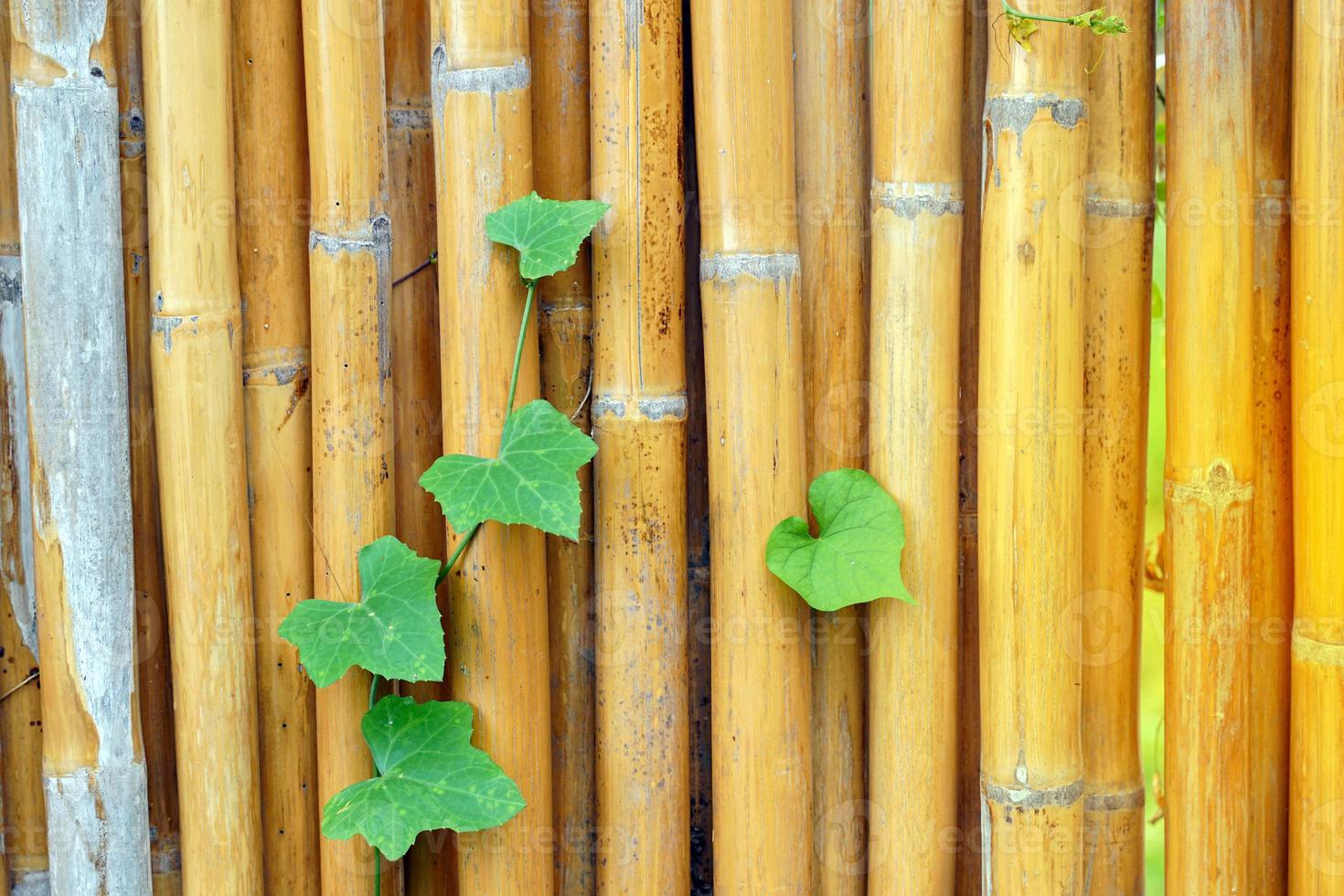 A gourd vine inserted on a yellow bamboo fence. Soft and selective focus. photo