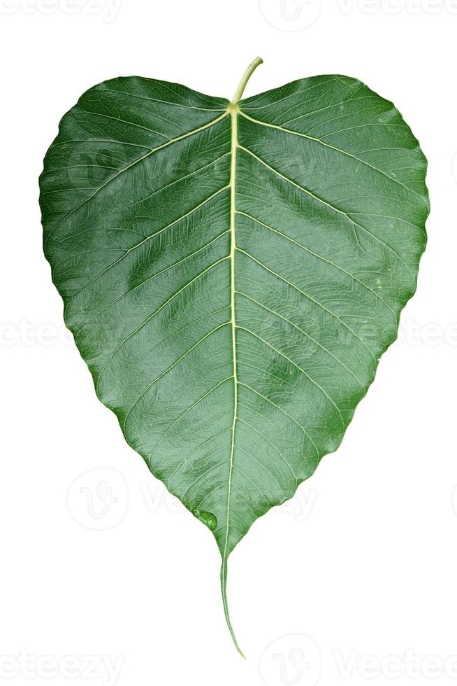 isolated Bodhi leaves, which have a heart shape with a long tip. The Bodhi Tree is a symbol of happiness, success, longevity and good luck of Brahmin-Hinduism, Jainism and Buddhism. photo
