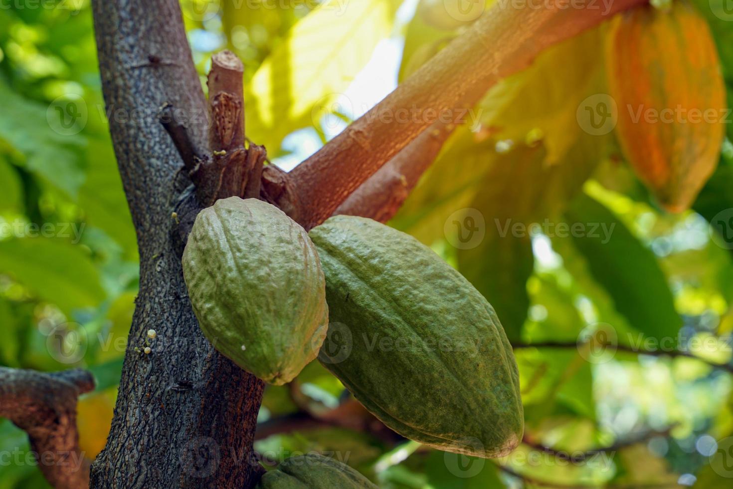 Cocoa, Cacao, Chocolate Nut Tree Fruit shaped like a papaya on the trunk or branches. Gourd-like skin, thick skin, cocoa beans are processed into chocolate. Soft and selective focus. photo