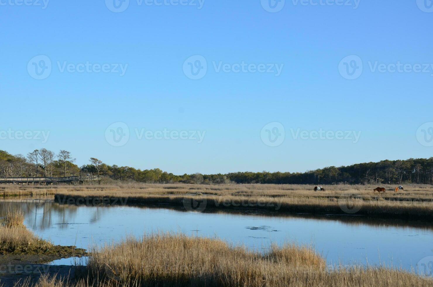 a lake or river with brown grasses and shore and horses photo