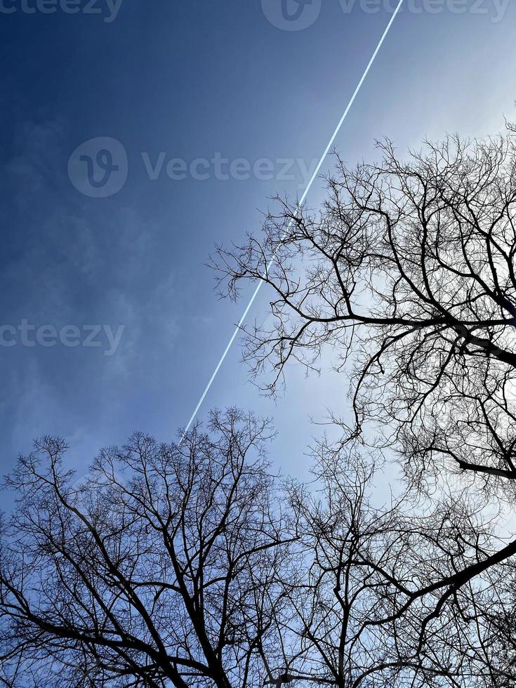 Airplane in the sky view from below through the crown of trees without foliage photo