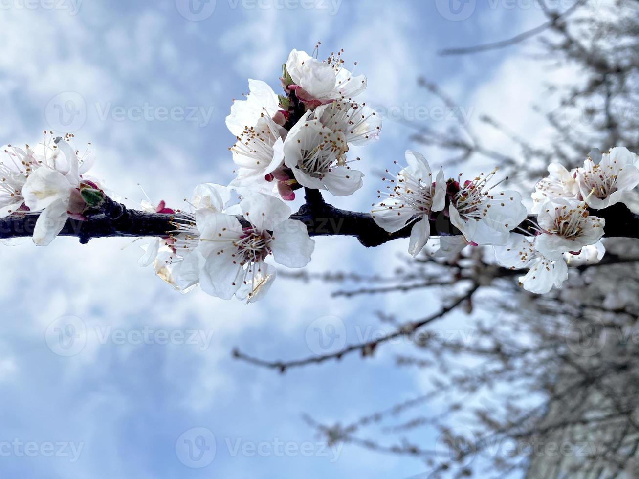 Spring flowering branch of apricots and apple trees photo