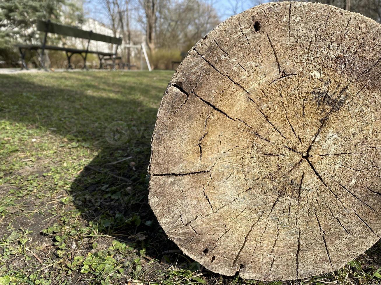 The cut down tree lies on the grass. Log from a tree in a section photo