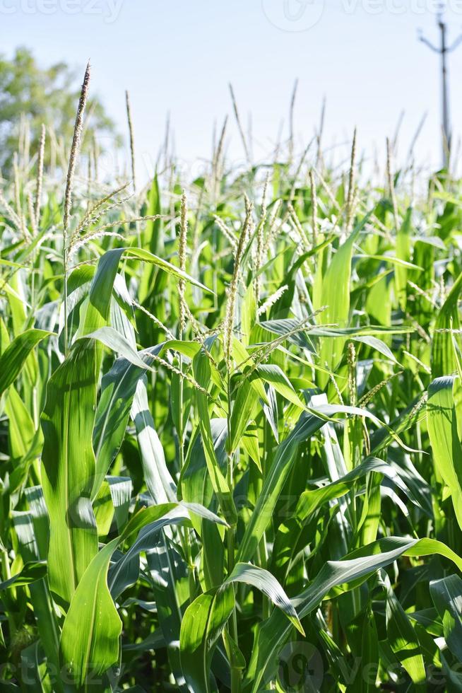 Cultivation of corn 12804603 Stock Photo at Vecteezy