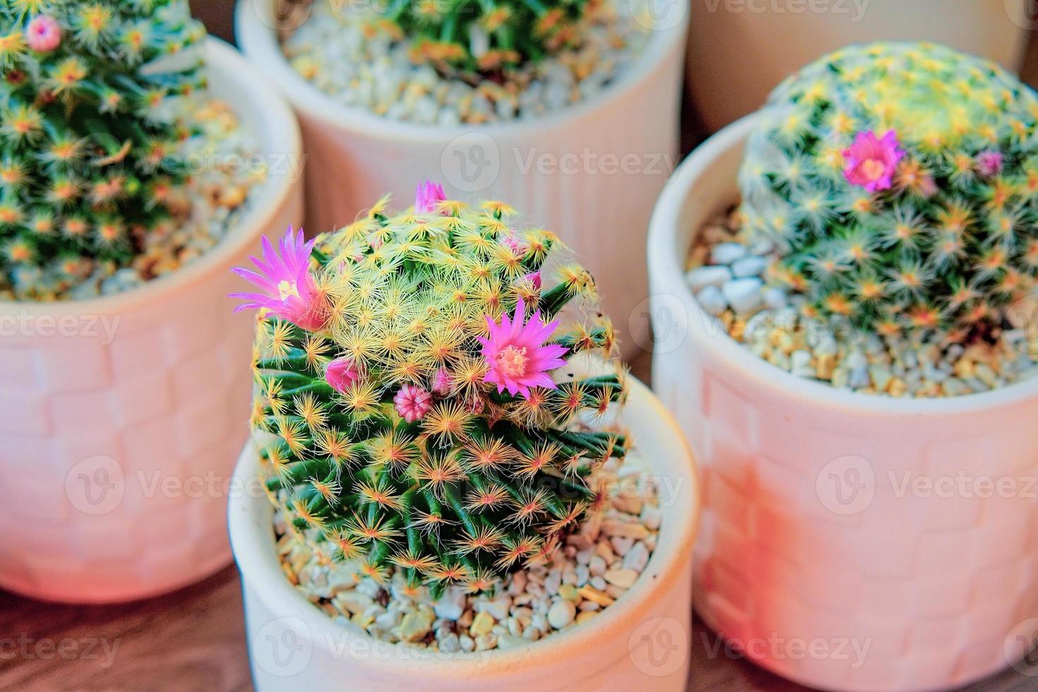 cute cactus on the table with beautiful flowers photo