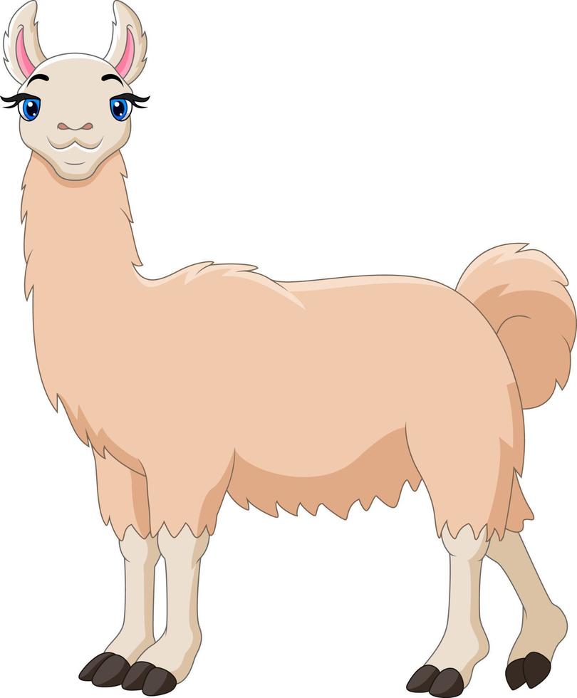 una linda llama de dibujos animados feliz vector