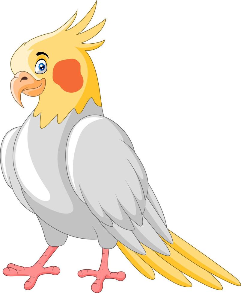 Cute cartoon a cockatiel bird vector