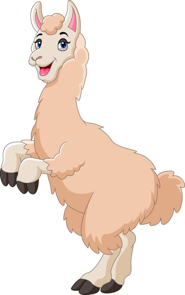 una linda llama de dibujos animados feliz vector