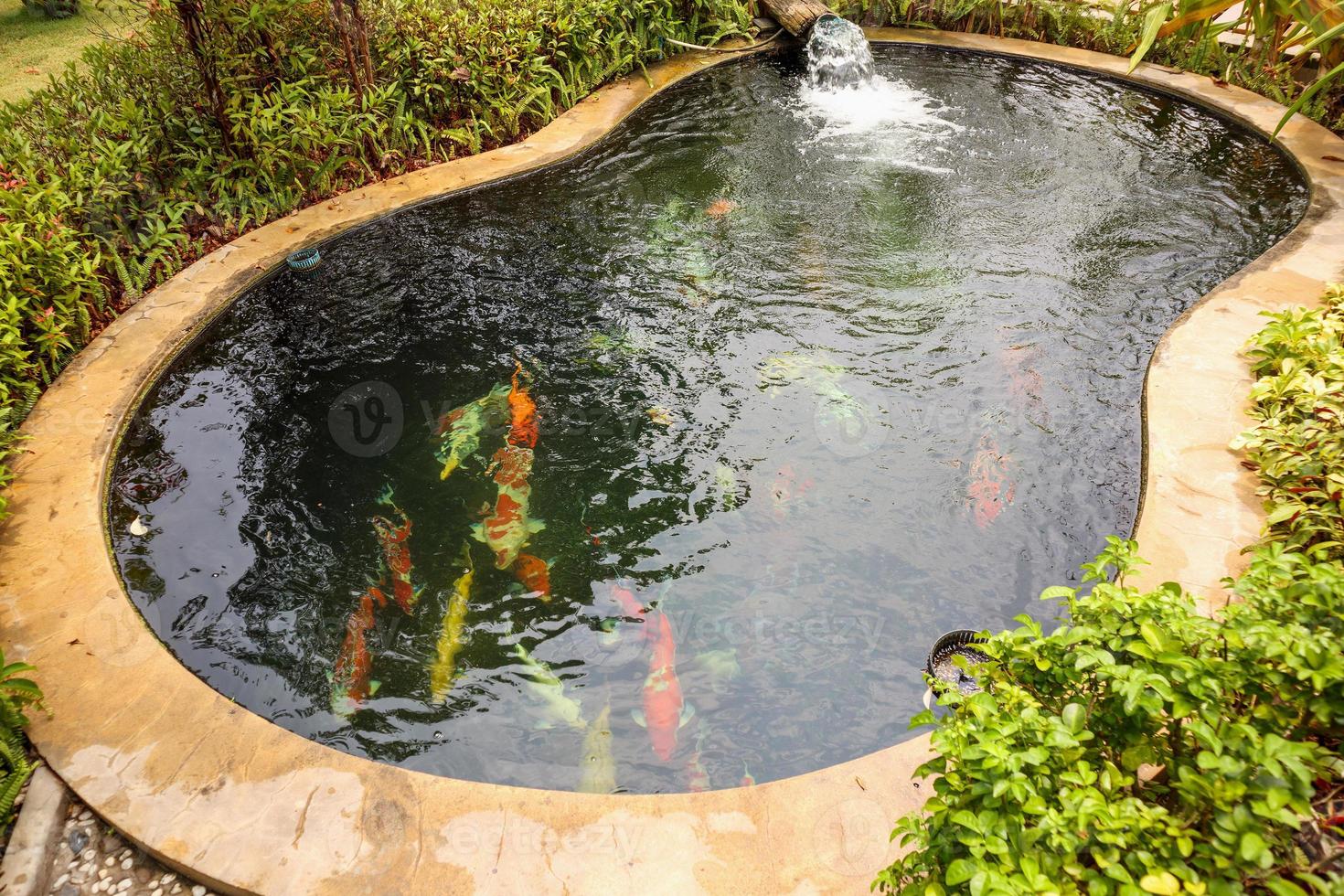 colorful fancy carps koi fish in garden pond photo