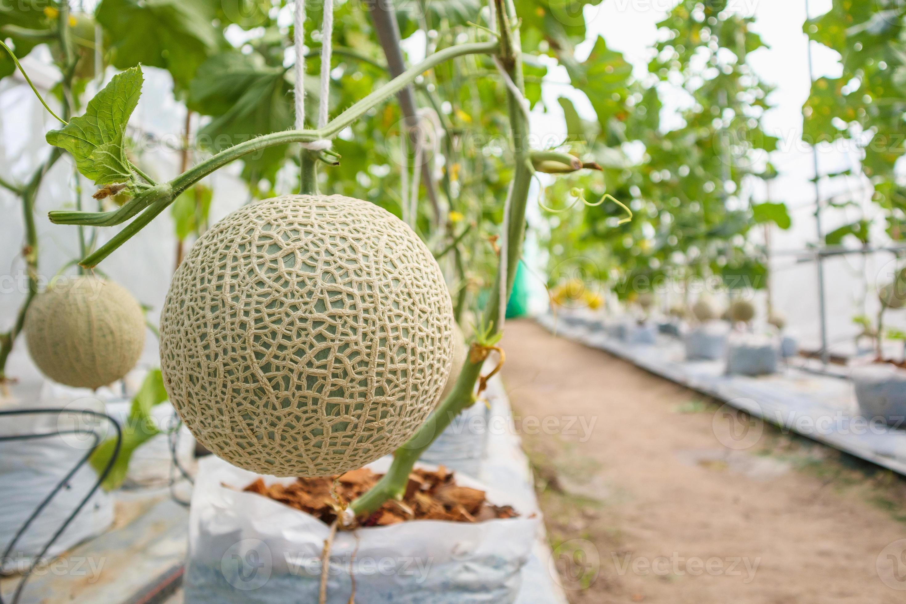 Plantas de melones de melón japonés verde fresco que crecen en un