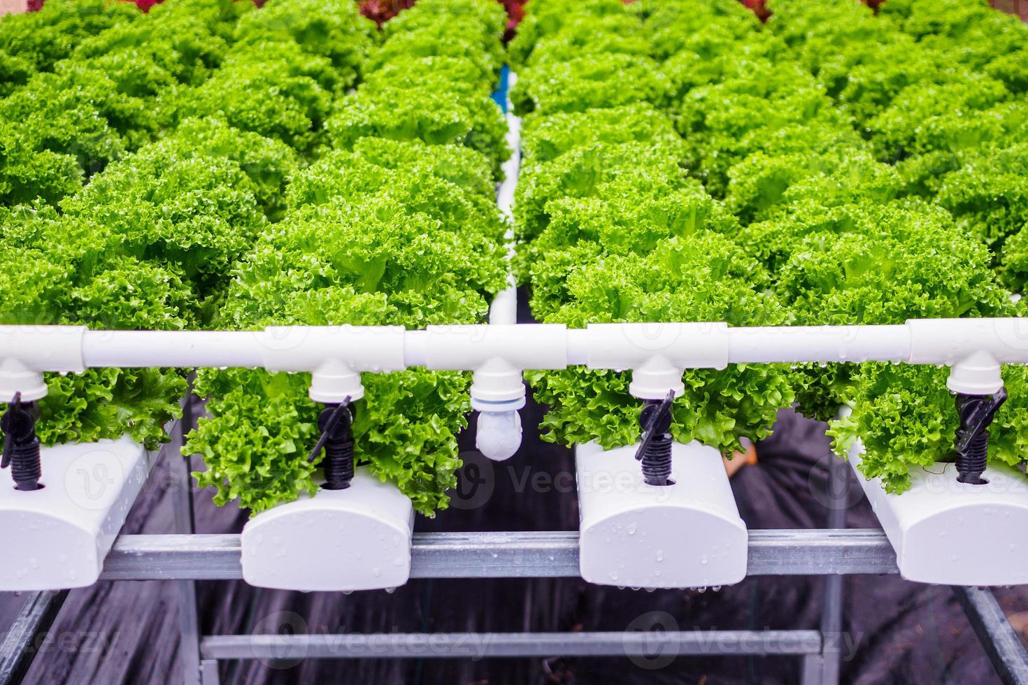 planta de ensalada de lechuga de hojas verdes orgánicas frescas en sistema de granja de vegetales hidropónicos foto