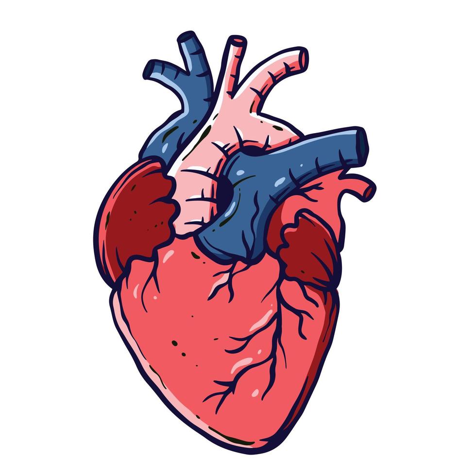 ilustraciones detalladas y coloreadas del corazón humano para el aprendizaje de medicina y biología vector