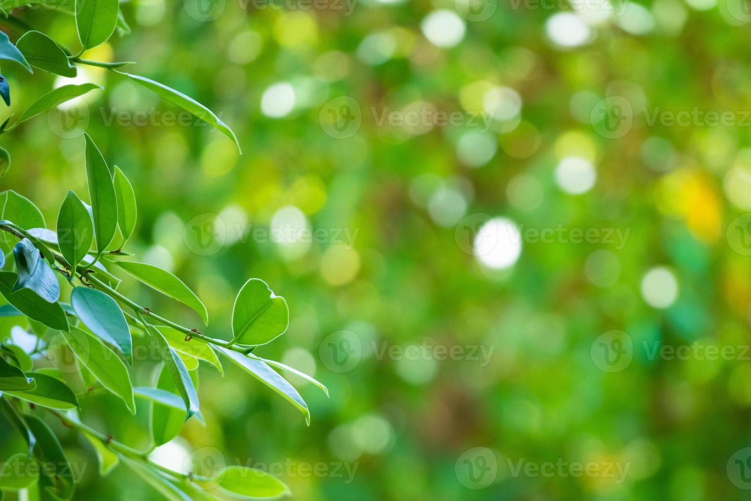 Plant green leaf in garden with bokeh background photo