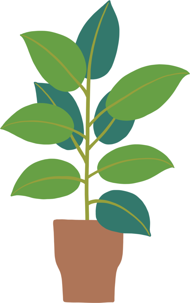 simplicity rubber fig plant freehand drawing flat design. png