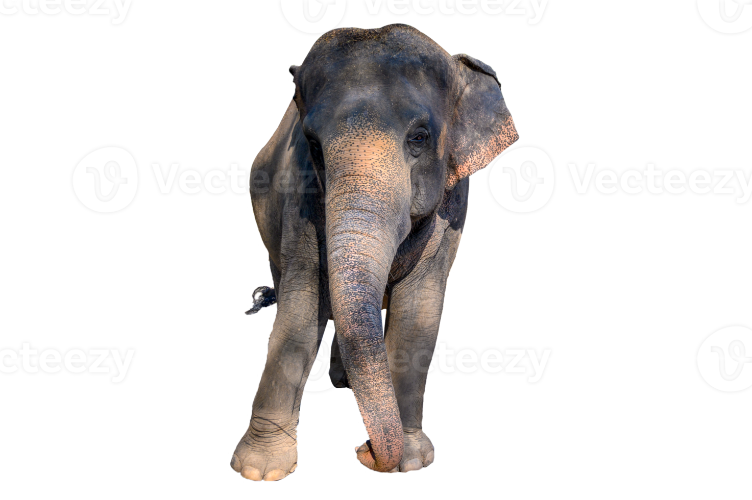 grande elefante marrom isolado png