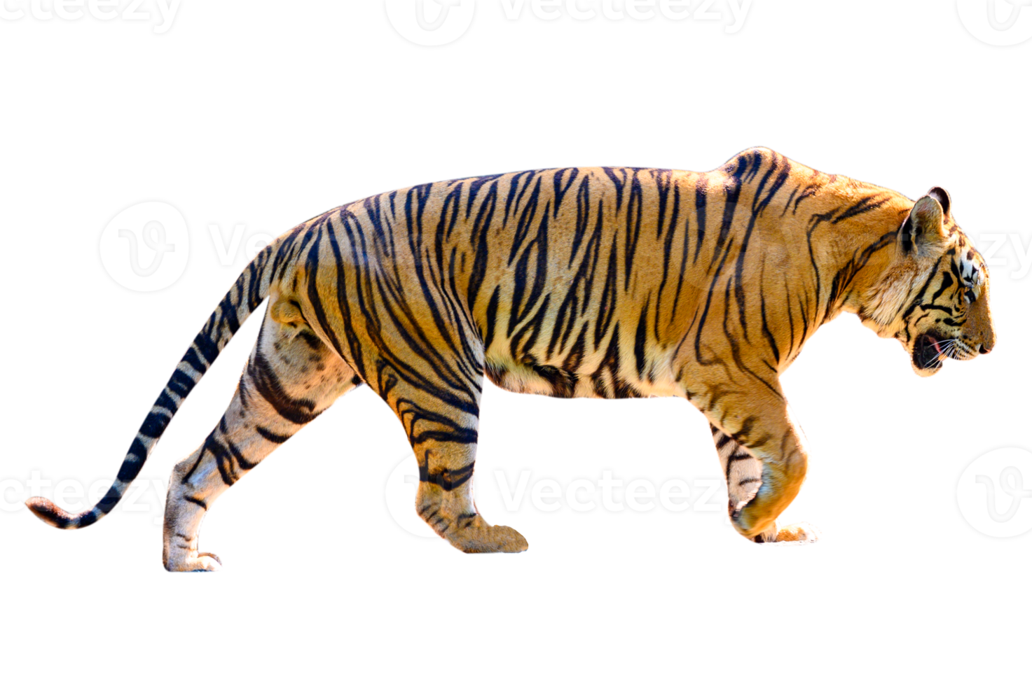 Tiger isolieren Ganzkörper png