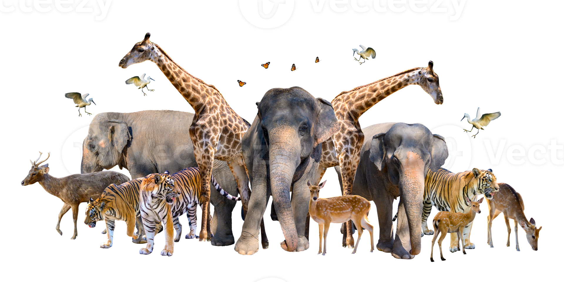 A group of wildlife such as deer, elephants, giraffes and other wild animals grouping together .Isolate png