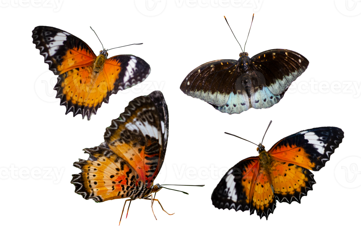 collection de taches de papillon isoler png