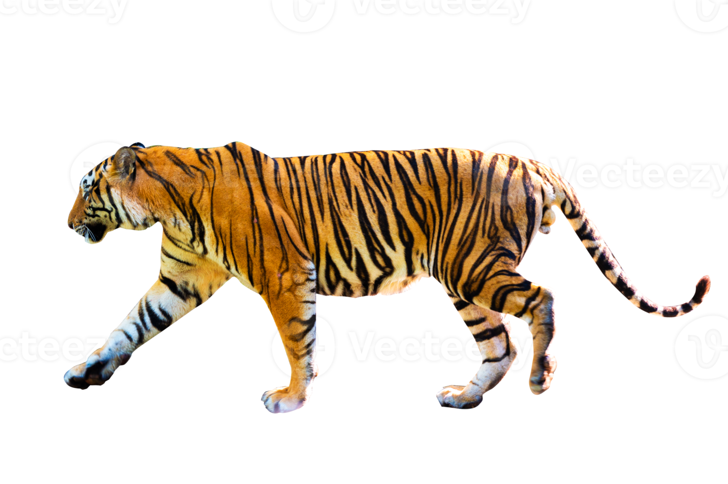 tiger  Isolate full body png