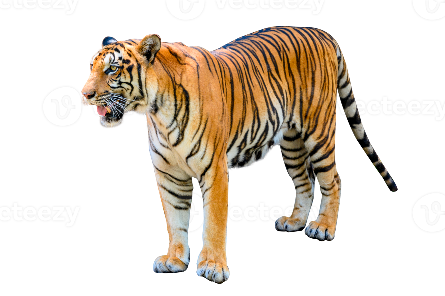 tigre isolato pieno corpo png